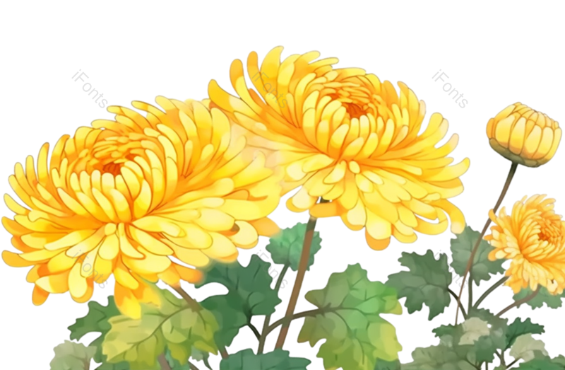 黄色的花图片,白色背景元素,PNG,免抠素材